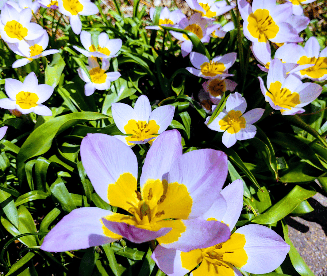 White wildflowers with yellow center.