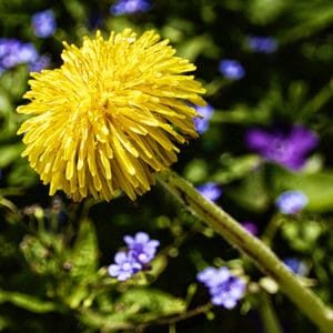 Dandelion