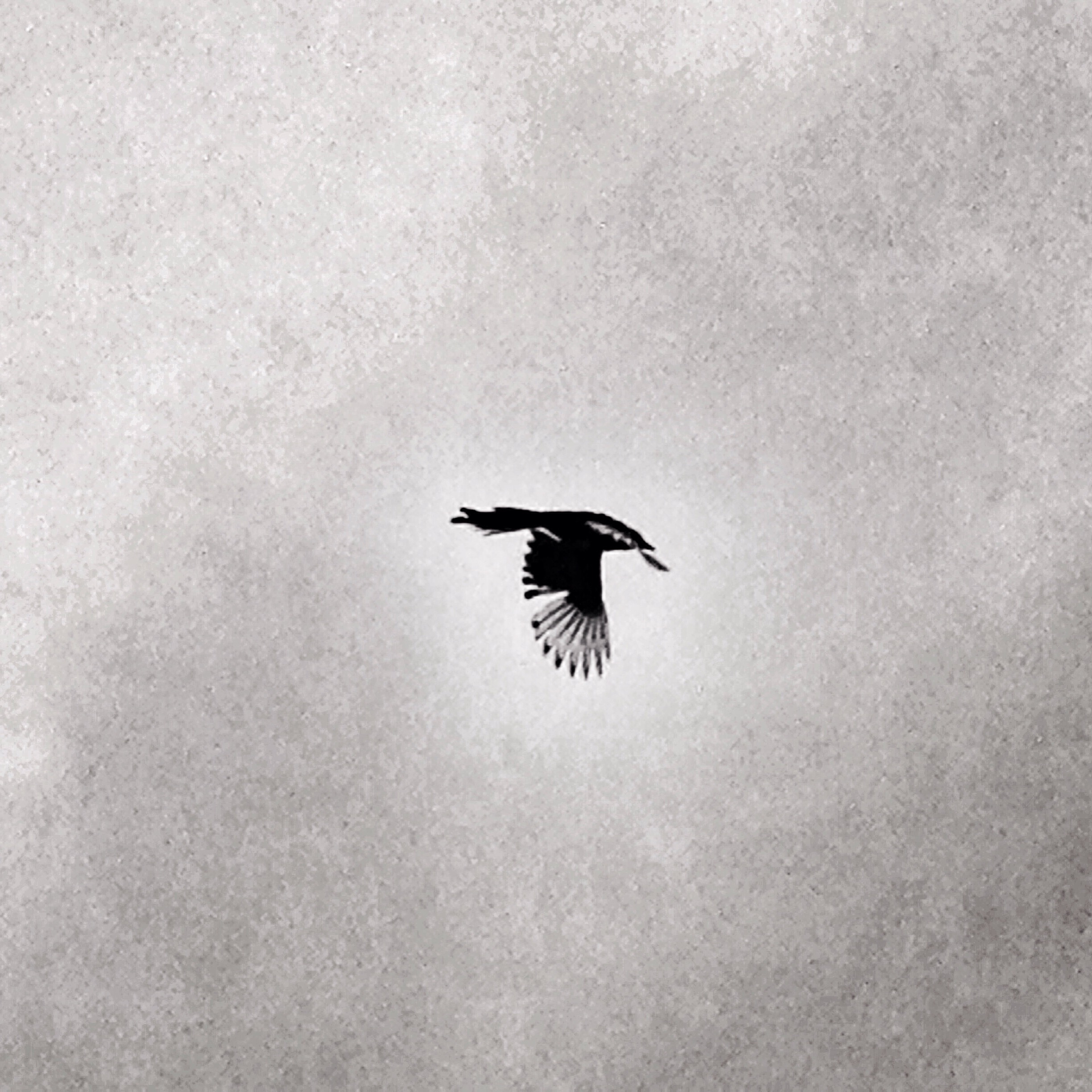 Magpie