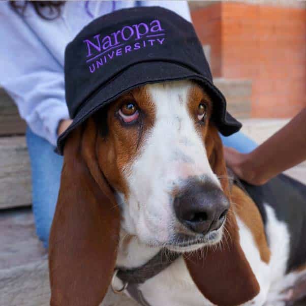 Dog wearing Naropa bucket hat
