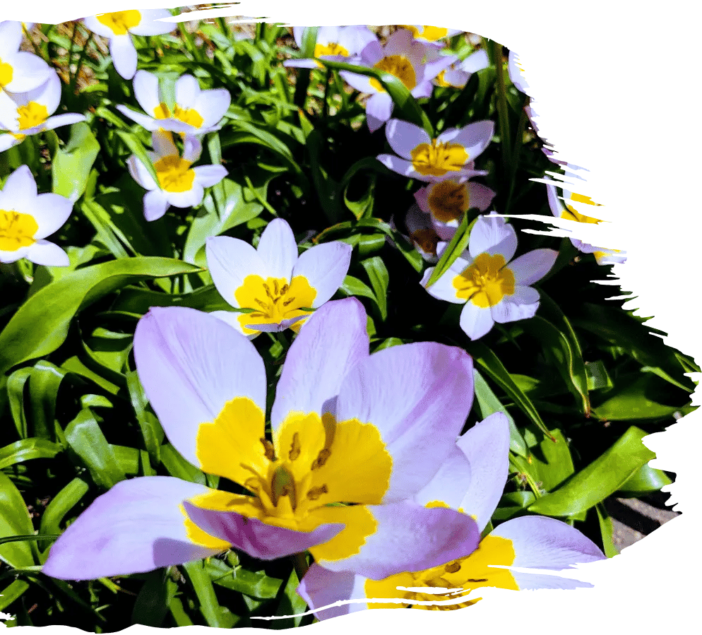 Spring wildflowers in full bloom on a mindful campus garden.