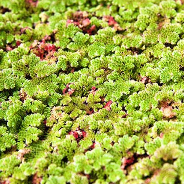 Moss texture background