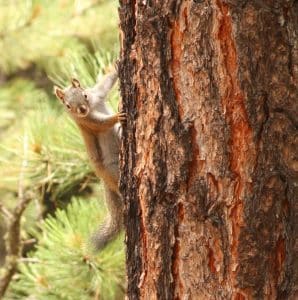 a close up of a squirrel on a ponderosa pine tree