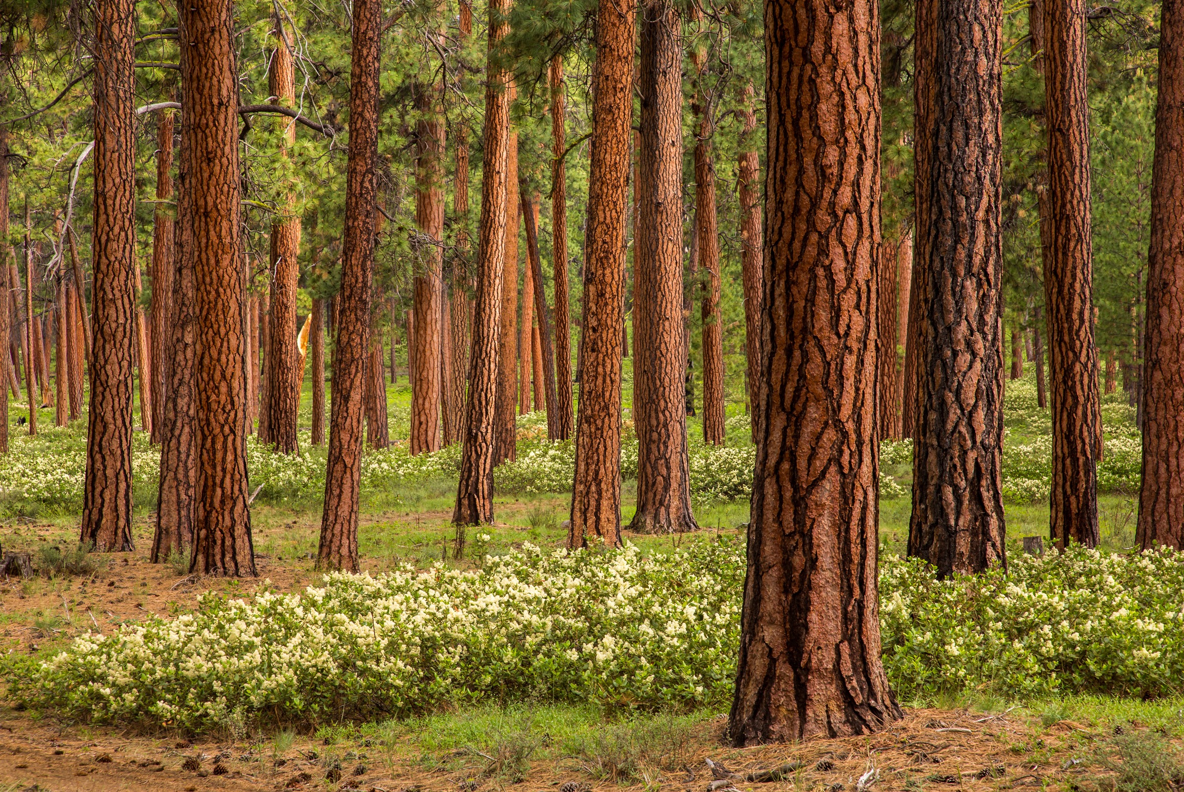 A stand of ponderosa pine trees