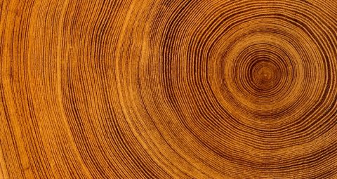 Close-up of natural wood grain rings forming a textured, concentric pattern.