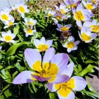 Yellow and lilac flowers